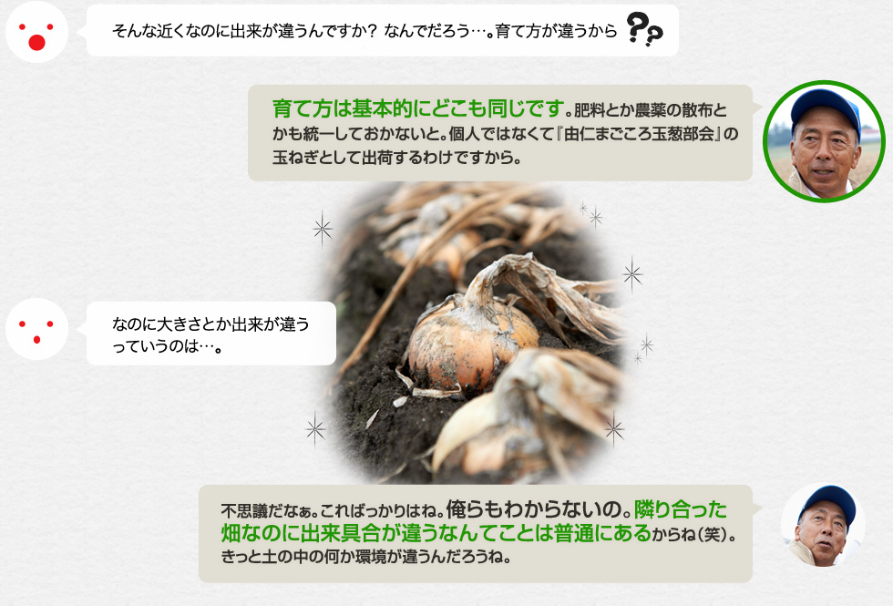 そんな近くなのに出来が違うんですか？ なんでだろう…。育て方が違うから？？「育て方は基本的にどこも同じです。肥料とか農薬の散布とかも統一しておかないと。個人ではなくて『由仁まごころ玉葱部会』の玉ねぎとして出荷するわけですから。」なのに大きさとか出来が違うっていうのは…。「不思議だなぁ。こればっかりはね。俺らもわからないの。隣り合った畑なのに出来具合が違うなんてことは普通にあるからね（笑）。きっと土の中の何か環境が違うんだろうね。」