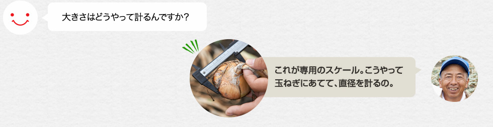 大きさはどうやって計るんですか？「これが専用のスケール。こうやって玉ねぎにあてて、直径を計るの。」