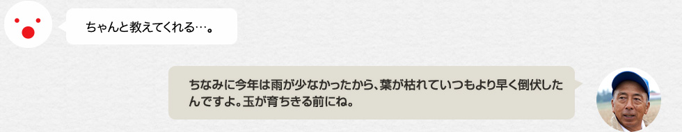 ちゃんと教えてくれる…。「ちなみに今年は雨が少なかったから、葉が枯れていつもより早く倒伏したんですよ。玉が育ちきる前にね。」