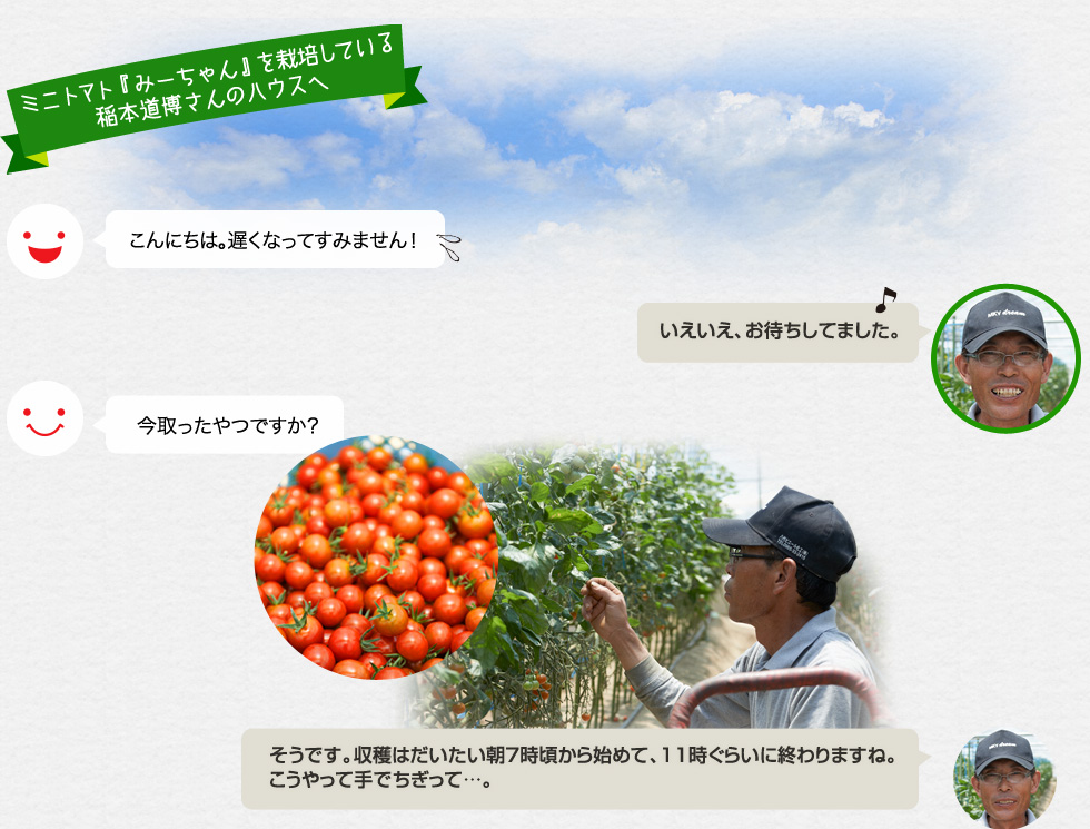 ミニトマト『みーちゃん』を栽培している稲本道博さんのハウスへ　こんにちは。遅くなってすみません！「いえいえ、お待ちしてました。」今取ったやつですか？「そうです。収穫はだいたい朝７時頃から始めて、11時ぐらいに終わりますね。こうやって手でちぎって…。」