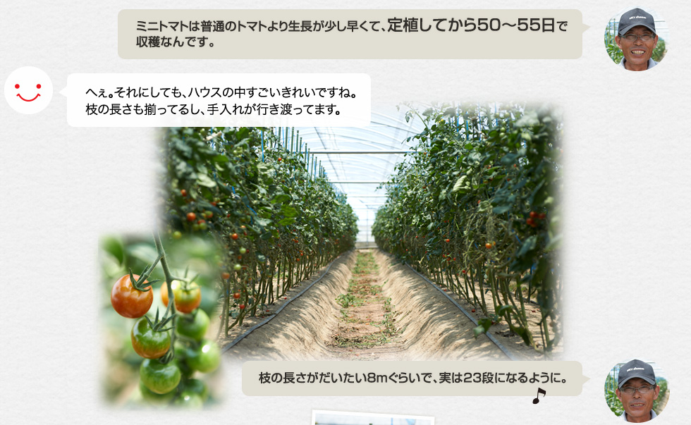 「ミニトマトは普通のトマトより生長が少し早くて、定植してから50〜55日で収穫なんです。」へぇ。それにしても、ハウスの中すごいきれいですね。枝の長さも揃ってるし、手入れが行き渡ってます。「枝の長さがだいたい８mぐらいで、実は23段になるように。」