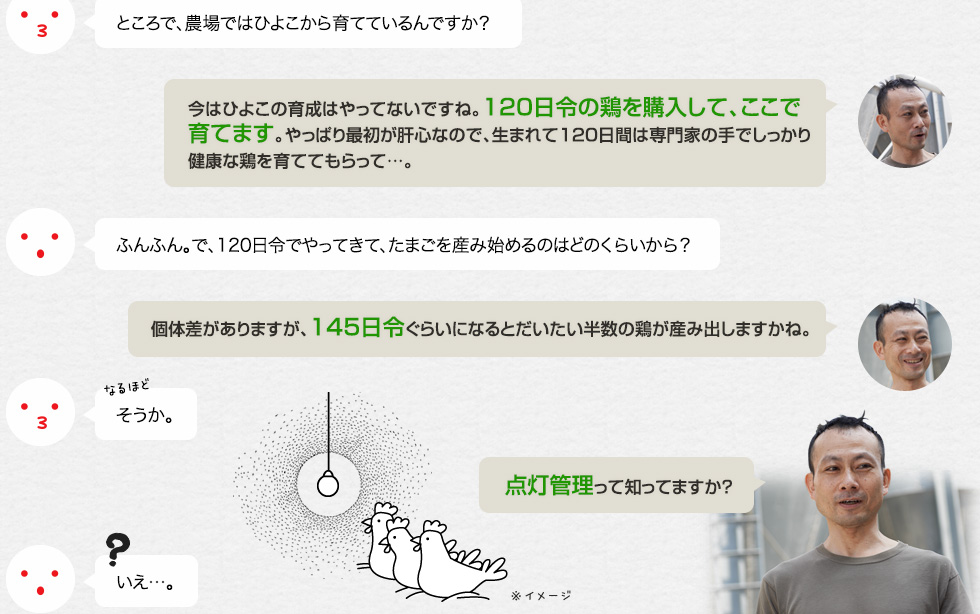 ところで、農場ではひよこから育てているんですか？「今はひよこの育成はやってないですね。120日令の鶏を購入して、ここで育てます。やっぱり最初が肝心なので、生まれて120日間は専門家の手でしっかり健康な鶏を育ててもらって…。」ふんふん。で、120日令でやってきて、たまごを産み始めるのはどのくらいから？「個体差がありますが、145日令ぐらいになるとだいたい半数の鶏が産み出しますかね。」そうか。「点灯管理って知ってますか？」いえ。