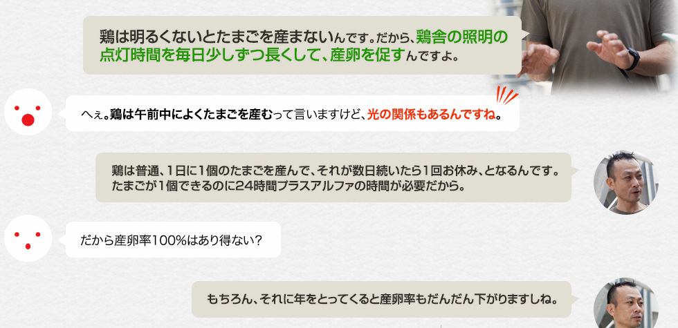 「鶏は明るくないとたまごを産まないんです。だから、鶏舎の照明の点灯時間を毎日少しずつ長くして、産卵を促すんですよ。」へぇ。鶏は午前中によくたまごを産むって言いますけど、光の関係もあるんですね。「鶏は普通、1日に1個のたまごを産んで、それが数日続いたら1回お休み、となるんです。たまごが1個できるのに24時間プラスアルファの時間が必要だから。」だから産卵率100%はあり得ない？「もちろん、それに年をとってくると産卵率もだんだん下がりますしね。」