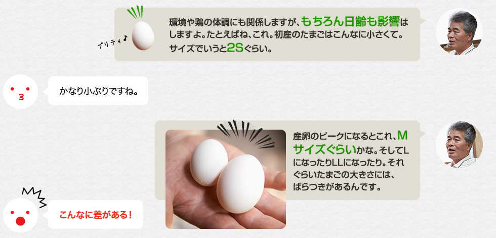 「環境や鶏の体調にも関係しますが、もちろん日齢も影響はしますよ。たとえばね、これ。初産のたまごはこんなに小さくて。サイズでいうと２Sぐらい。」かなり小ぶりですね。「産卵のピークになるとこれ、Mサイズぐらいかな。そしてLになったりLLになったり。それぐらいたまごの大きさには、
			ばらつきがあるんです。」こんなに差がある！