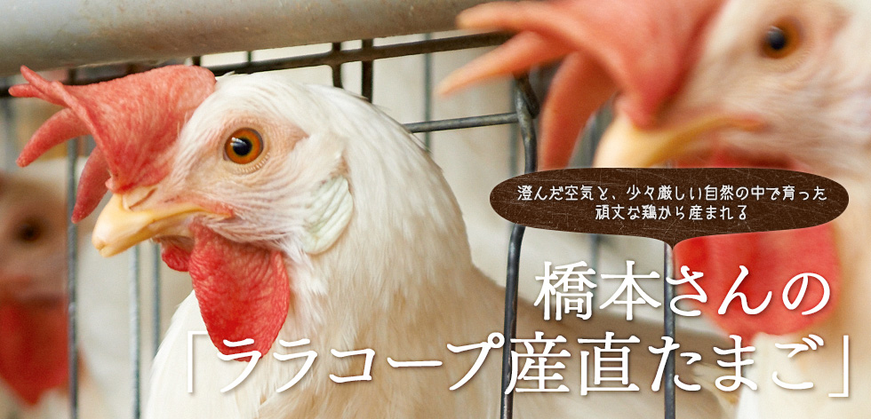 澄んだ空気と、少々厳しい自然の中で育った頑丈な鶏から産まれる 橋本さんの「ララコープ産直たまご」