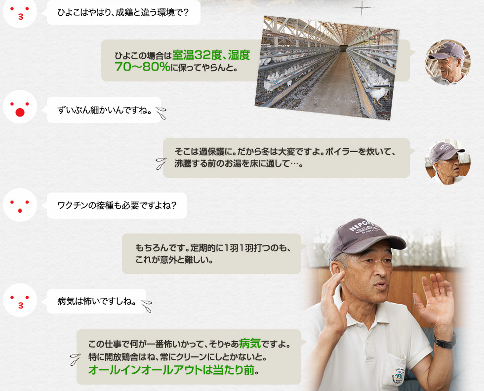 ひよこはやはり、成鶏と違う環境で？「ひよこの場合は室温32度、湿度70〜80%に保ってやらんと。」ずいぶん細かいんですね。「そこは過保護に。だから冬は大変ですよ。ボイラーを炊いて、沸騰する前のお湯を床に通して…。」ワクチンの接種も必要ですよね？「もちろんです。定期的に1羽1羽打つのも、これが意外と難しい。」病気は怖いですしね。この仕事で何が一番怖いかって、そりゃあ病気ですよ。 特に開放鶏舎はね、常にクリーンにしとかないと。オールインオールアウトは当たり前。